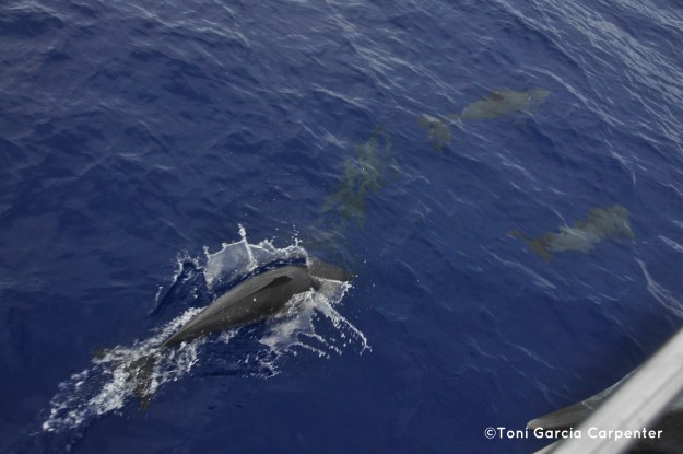 The lone vessel between Great Inagua and Hispanola ... but not alone.